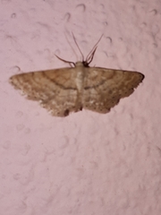 Idaea fractilineata