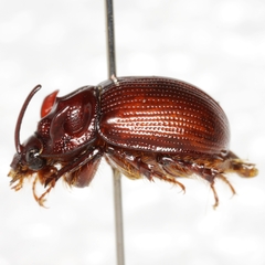 Odonteus thoracicornis