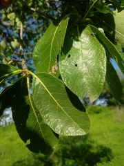 Cordia morelosana