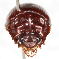 Odonteus thoracicornis