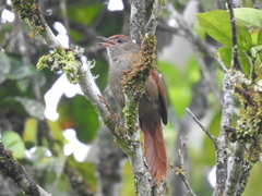 Cranioleuca curtata