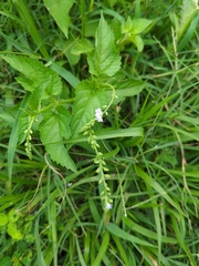 Priva lappulacea