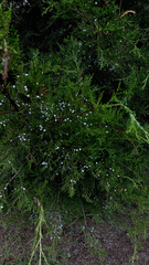 Juniperus virginiana