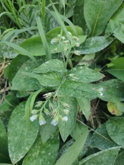 Symphytum caucasicum