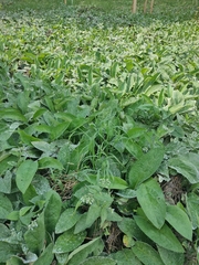 Symphytum caucasicum