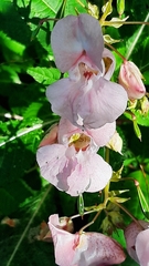 Impatiens glandulifera