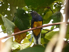 Trogon viridis