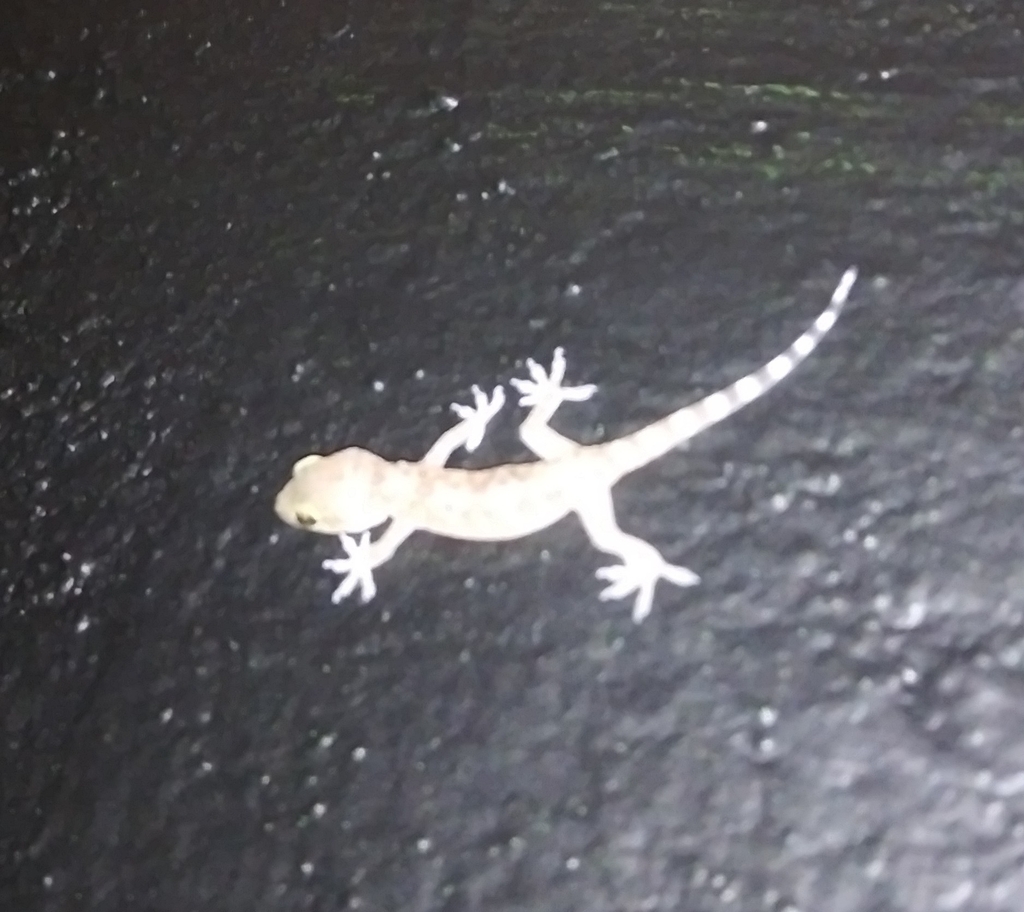 Mediterranean House Gecko from El Santuario, Poncitlán, Jal., México on