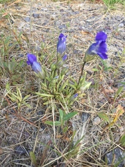 Gentianopsis detonsa raupii