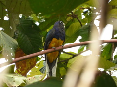 Trogon viridis