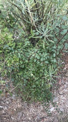 Paliurus spina-christi