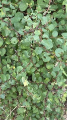 Paliurus spina-christi