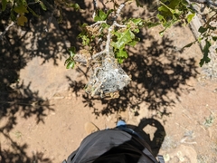 Insecta