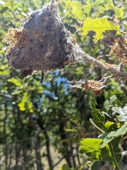 Insecta