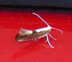 Argyresthia conjugella