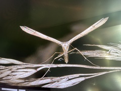 Stenoptilia pterodactyla
