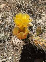 Opuntia
