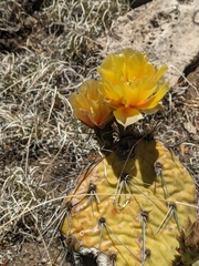 Opuntia