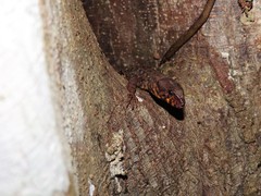 Lepidophyma pajapanensis