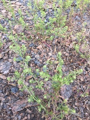 Lepidium ramosissimum