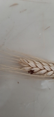 Insecta