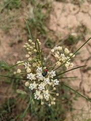 Asclepias subverticillata