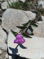 Callisia navicularis