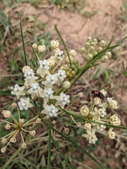 Asclepias subverticillata