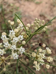 Asclepias subverticillata