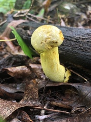 Retiboletus