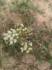 Asclepias subverticillata
