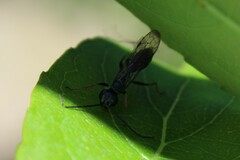 Auplopus mellipes variitarsus