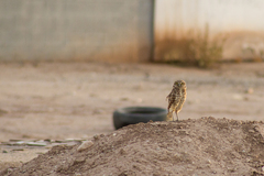 Athene cunicularia hypugaea
