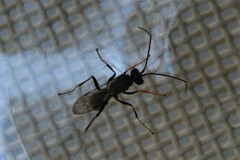 Auplopus mellipes variitarsus