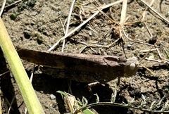 Dissosteira carolina