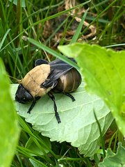 Cuterebra abdominalis