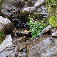 Epilobium alsinifolium