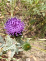 Carduinae