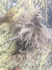 Ectopleura crocea