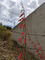 Penstemon barbatus