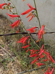 Penstemon barbatus