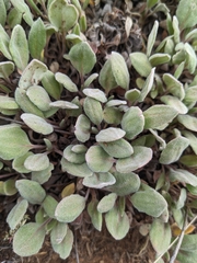 Eriogonum