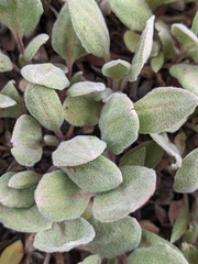 Eriogonum