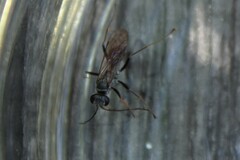 Auplopus mellipes variitarsus