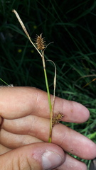Carex hostiana