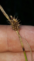 Carex hostiana