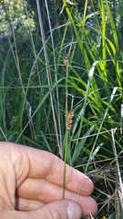 Carex hostiana