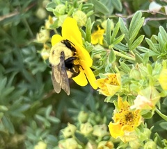 Bombus