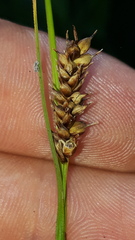 Carex hostiana