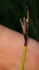 Schoenus ferrugineus